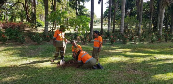 Council Workers Plant New Tree Species to Mark World Environment Day