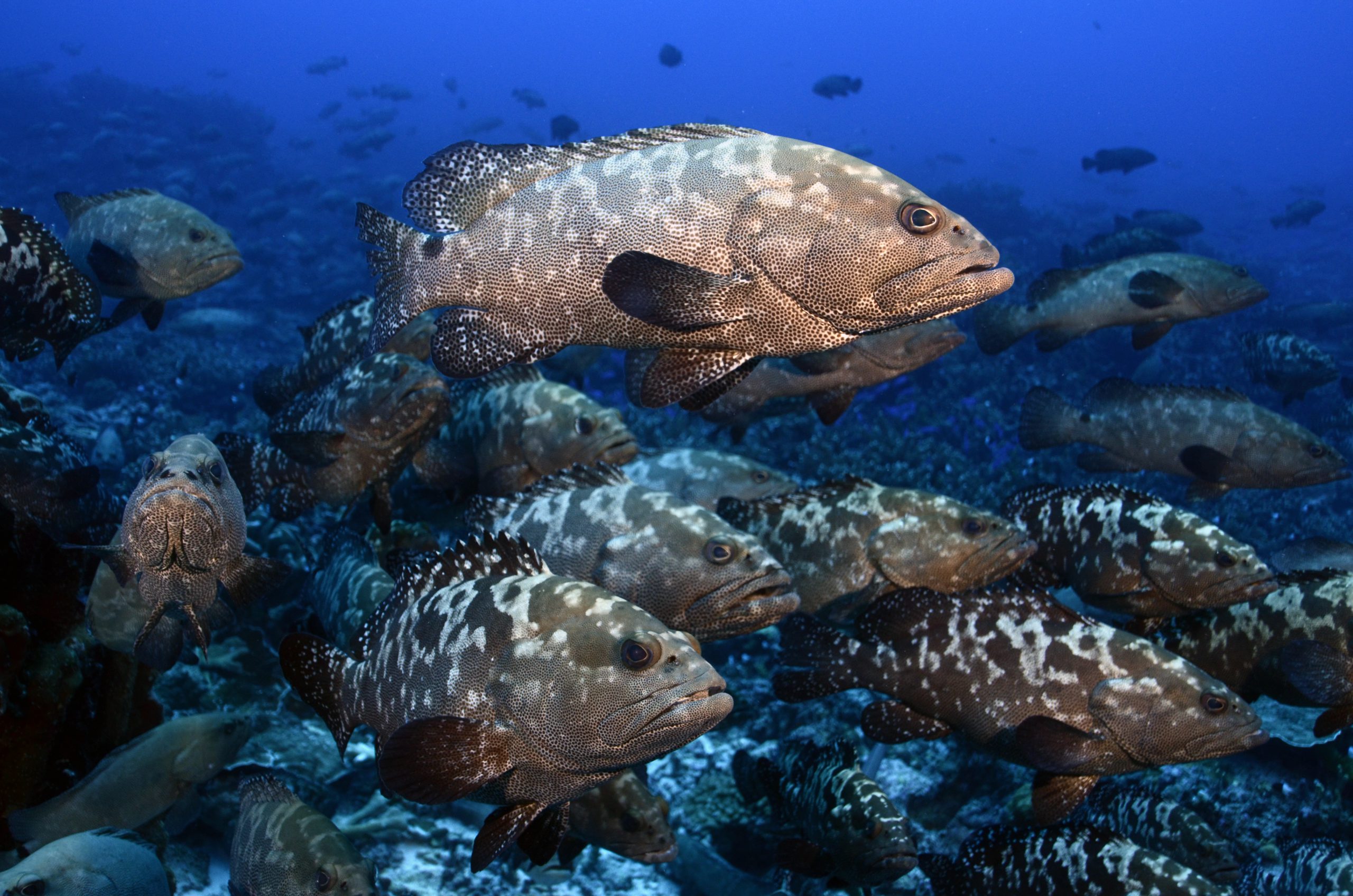 Kawakawa Fish