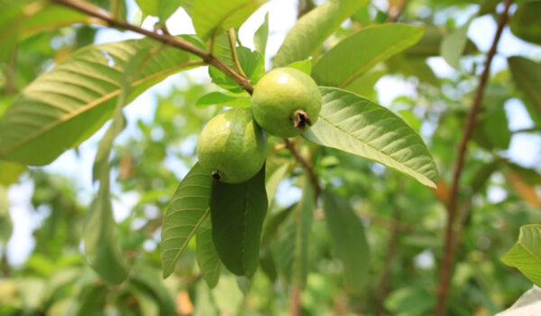 Guava Tree aka Amrud Tree