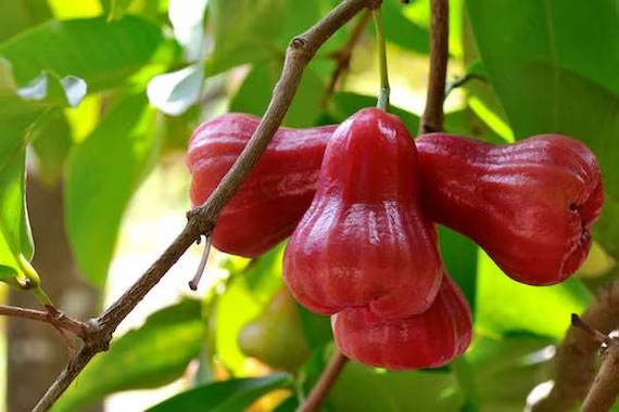 Malay Rose Apple – Kavika/Jamun